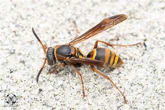 Polistes mandarinus